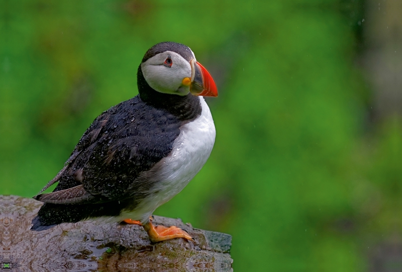 Papageientaucher