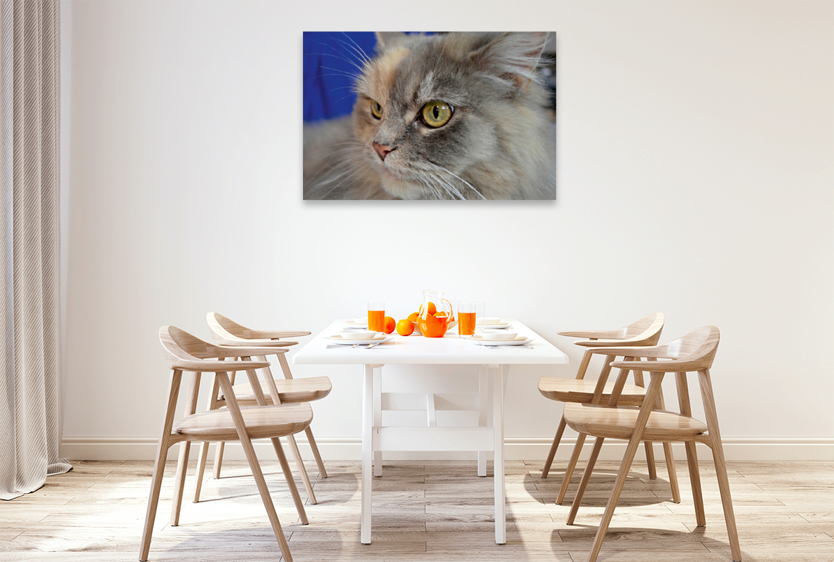 Maine Coon