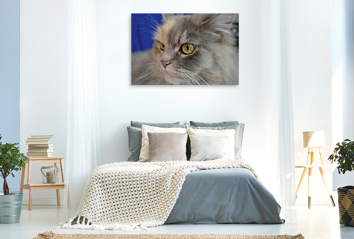 Maine Coon