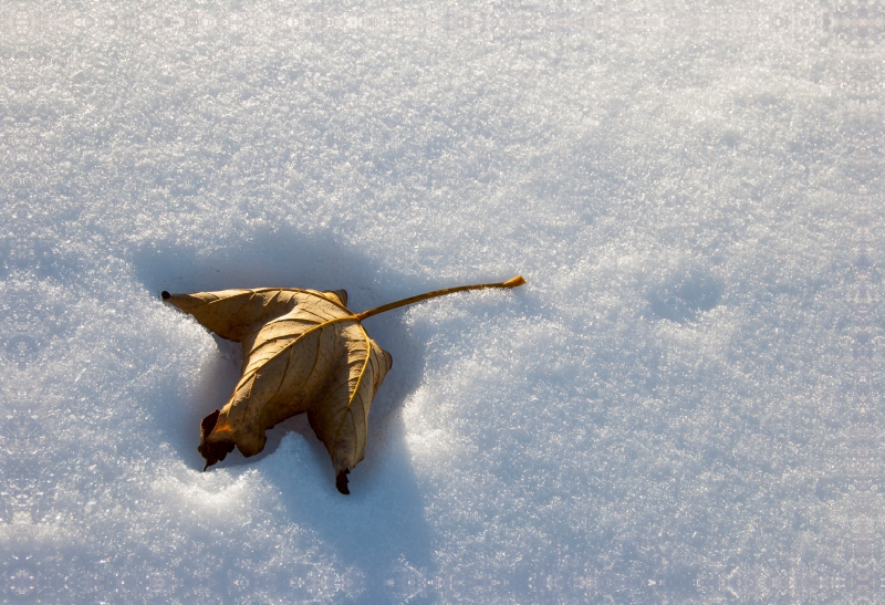 Verdorrtes Blatt im Schnee