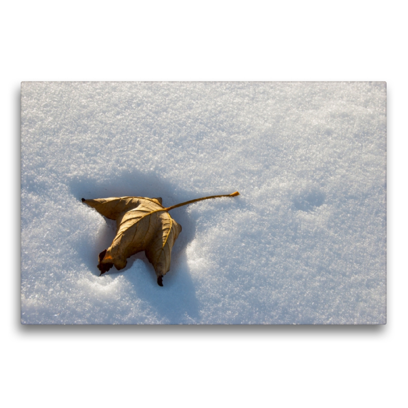 Verdorrtes Blatt im Schnee