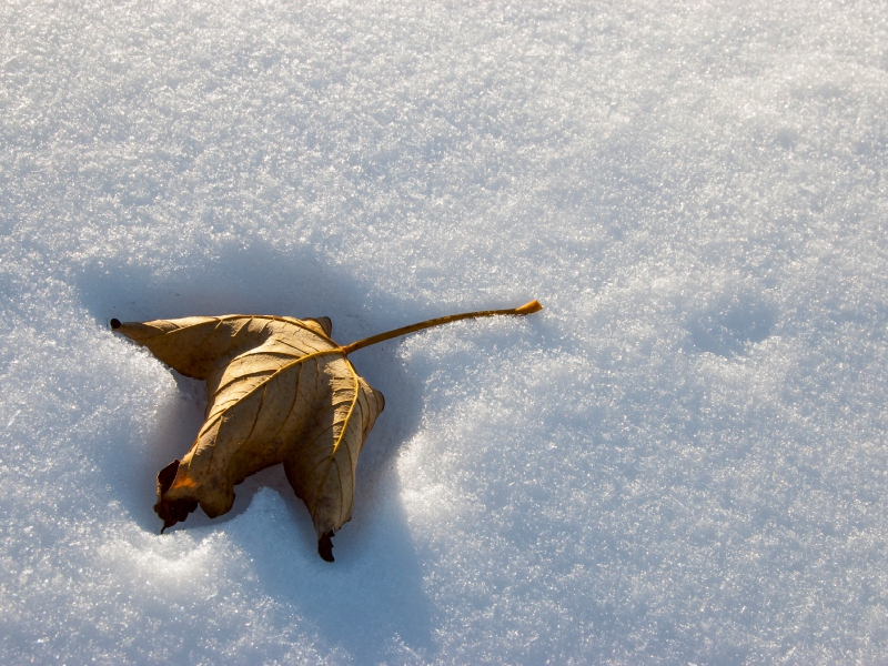 Verdorrtes Blatt im Schnee