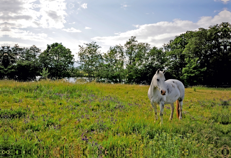 Ein Motiv aus dem Kalender Die Uckermark im Auge der Kamera