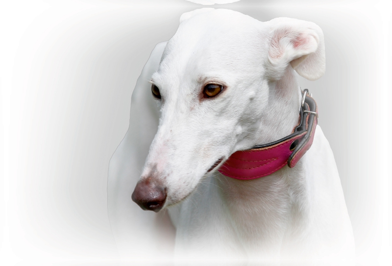 Galgo Español (Spanischer Windhund)