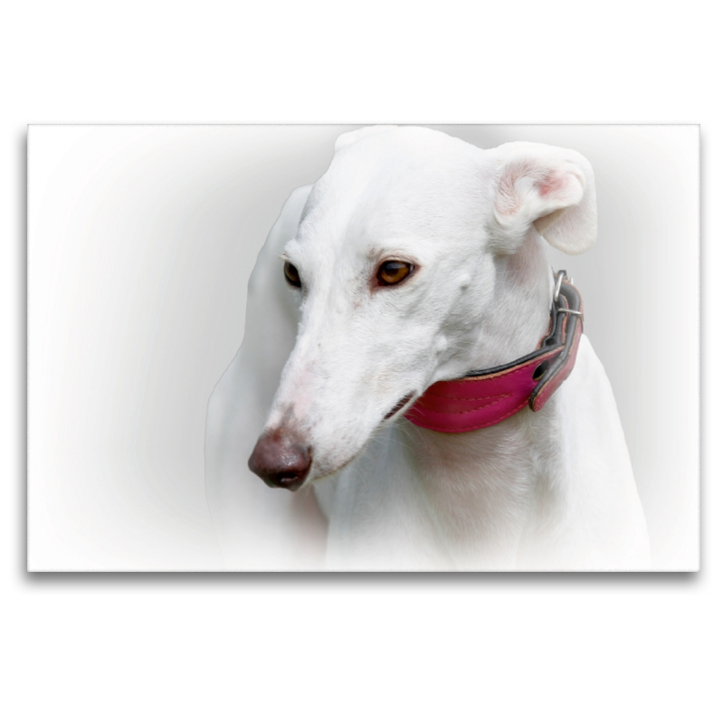 Galgo Español (Spanischer Windhund)