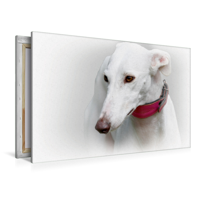 Galgo Español (Spanischer Windhund)