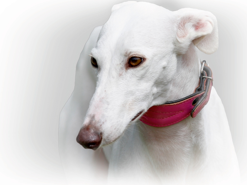 Galgo Español (Spanischer Windhund)