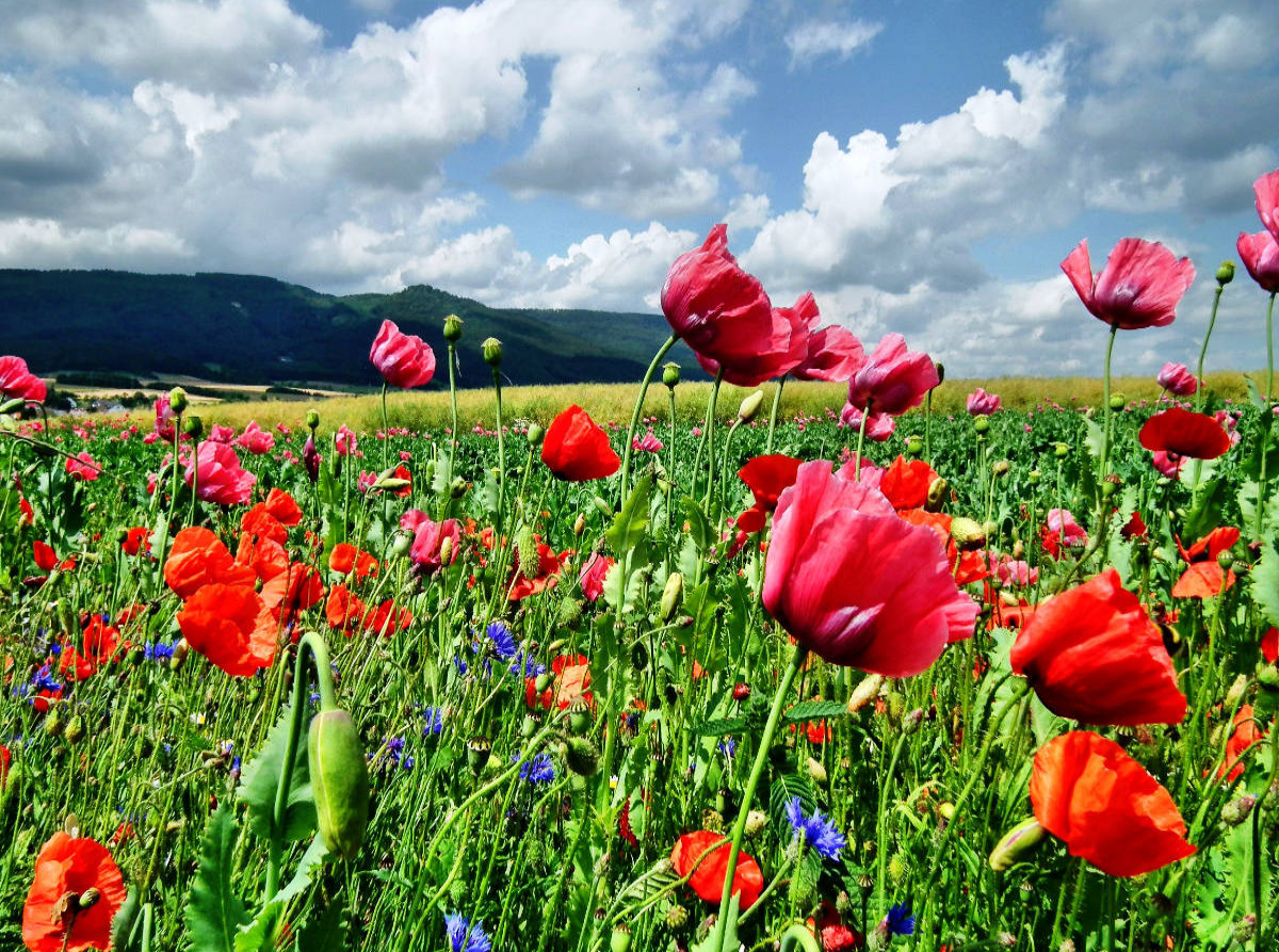 Traumhafte Mohnblüte in Germerode am Meißner