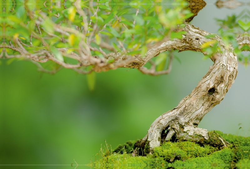 Bonsai Baum Junischnee (Serissa foetida)