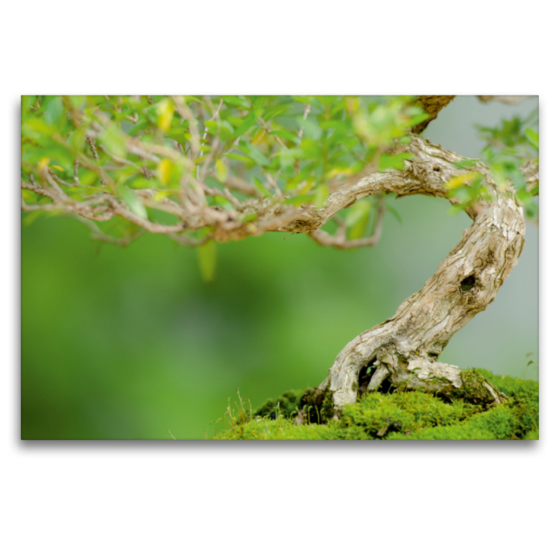 Bonsai Baum Junischnee (Serissa foetida)