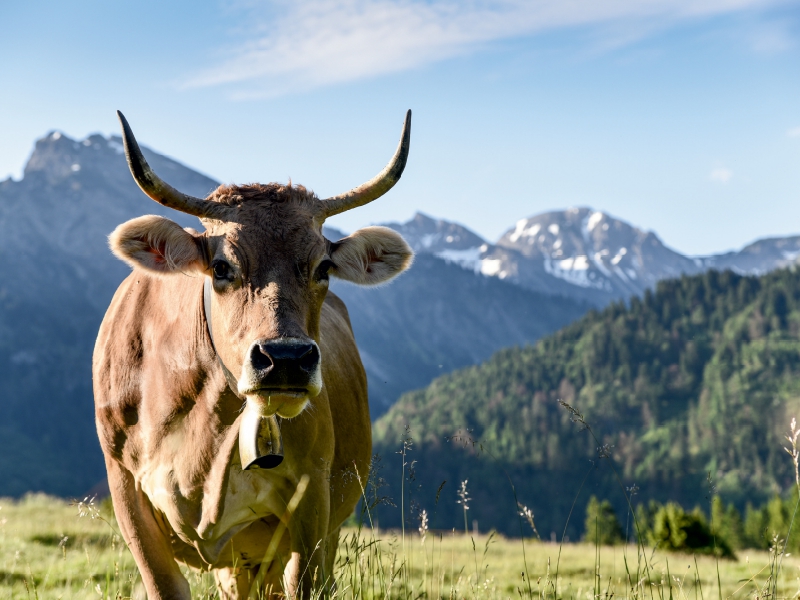 Braunviehkuh im Hintersteiner Tal