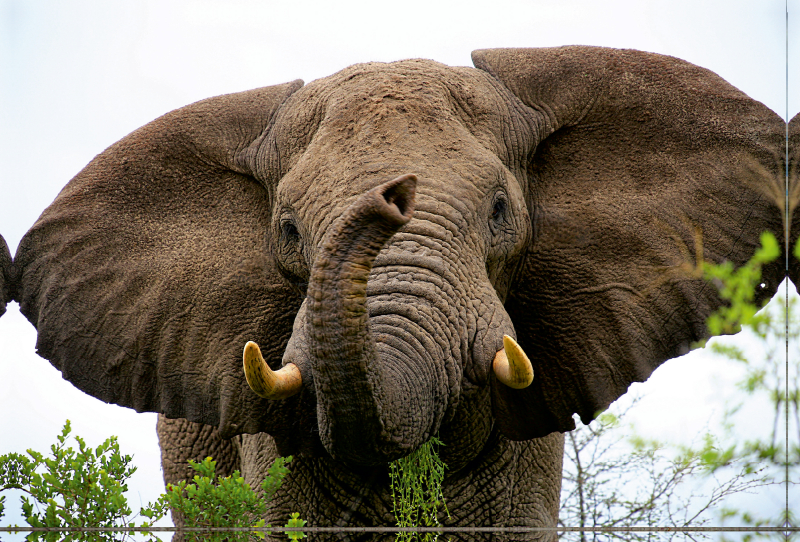 Ein Motiv aus dem Kalender 'Botswana- ungezähmte Natur'