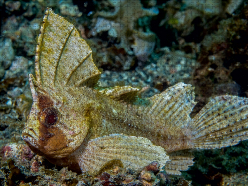 Schaukelfisch