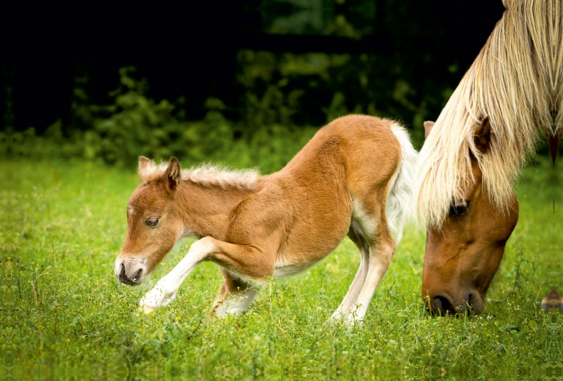 Ein Motiv aus dem Kalender Ponys, die starken Persönlichkeiten