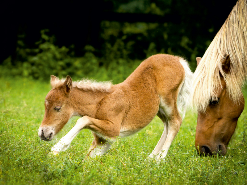 Ein Motiv aus dem Kalender Ponys, die starken Persönlichkeiten