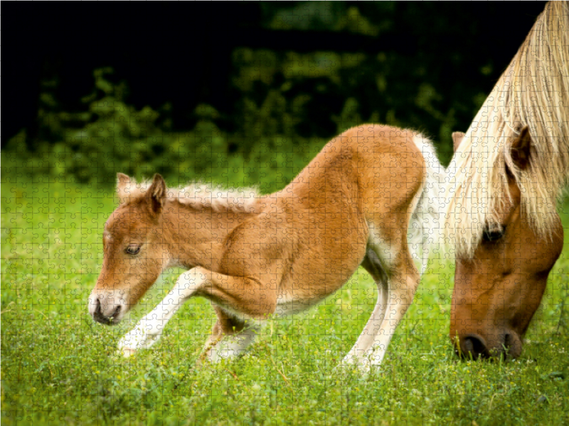 Ein Motiv aus dem Kalender Ponys, die starken Persönlichkeiten