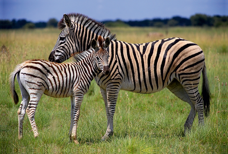 Zebras