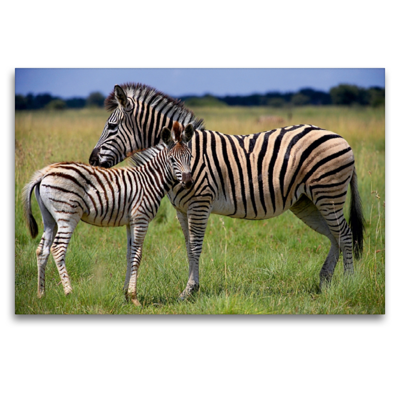 Zebras