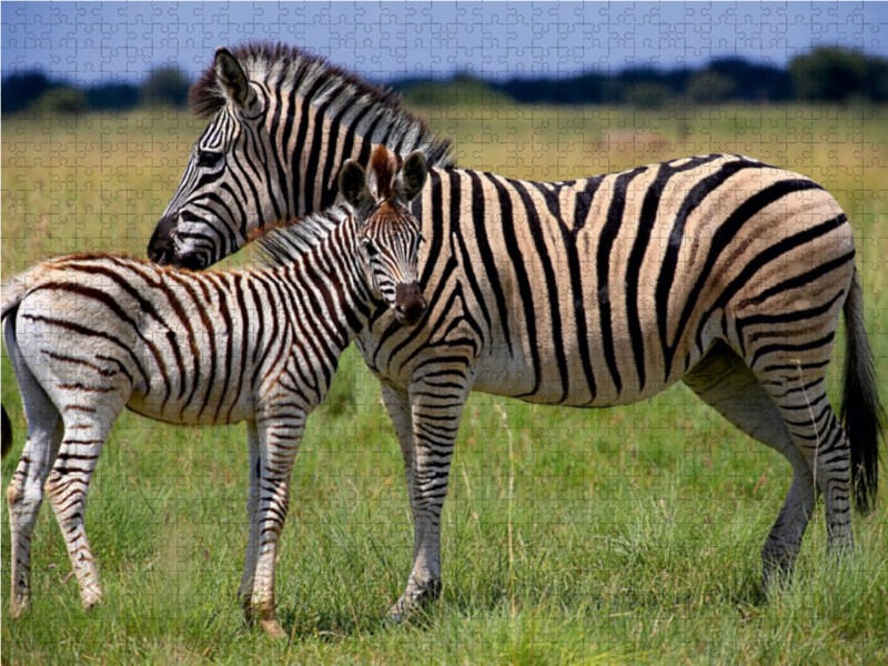 Zebras