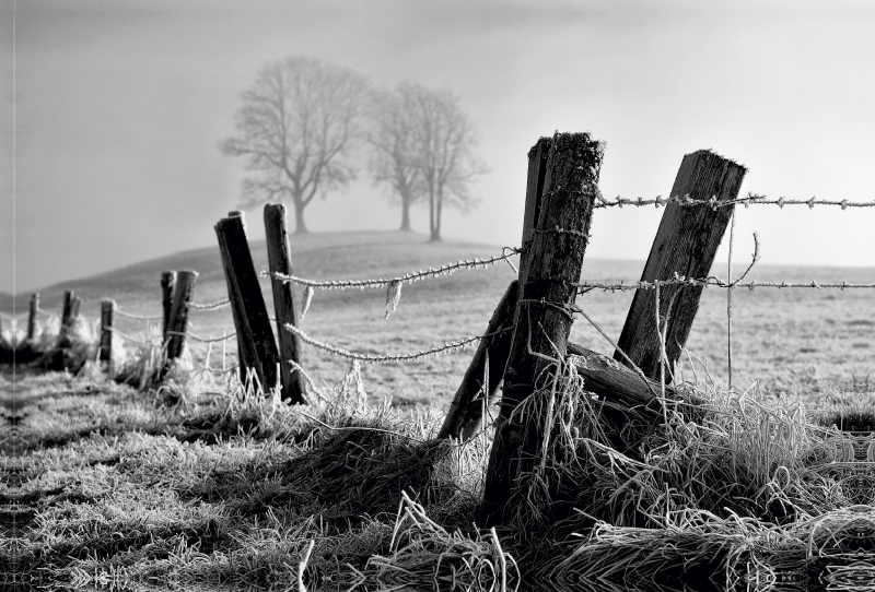 Weide bei Hochemmingen