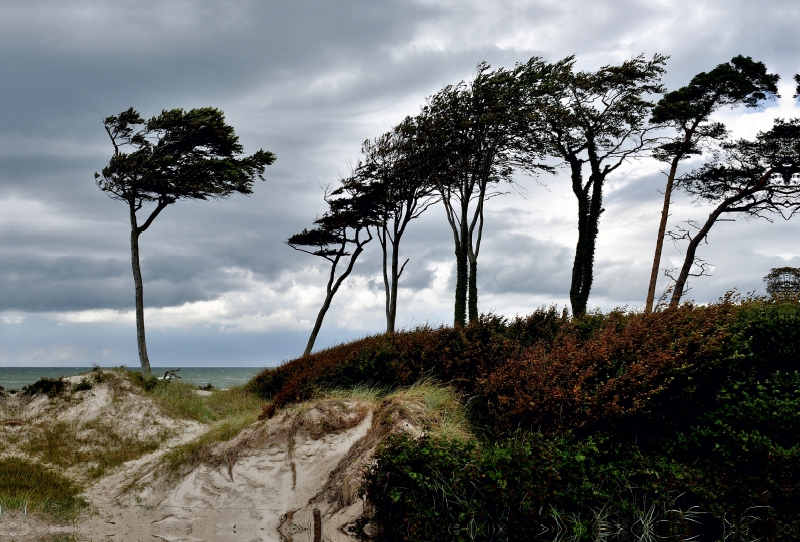 Windflüchter beugen sich quer über den Sand