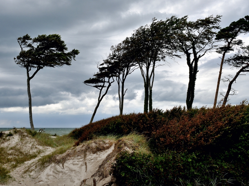 Windflüchter beugen sich quer über den Sand