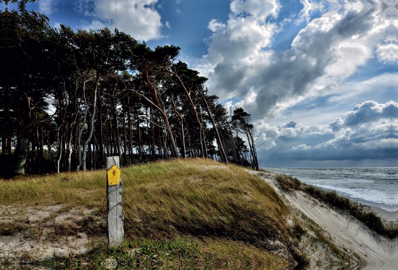 Der Wald mit seinen charakteristischen Bäumen reicht bis hinunter an den Strand