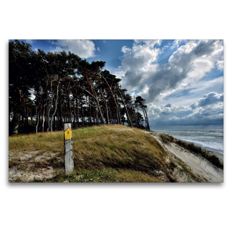 Der Wald mit seinen charakteristischen Bäumen reicht bis hinunter an den Strand