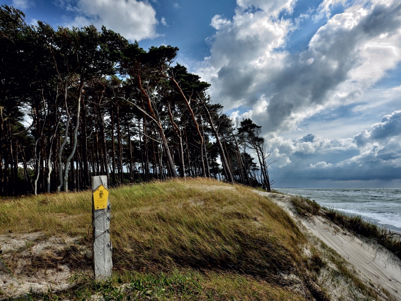 Der Wald mit seinen charakteristischen Bäumen reicht bis hinunter an den Strand