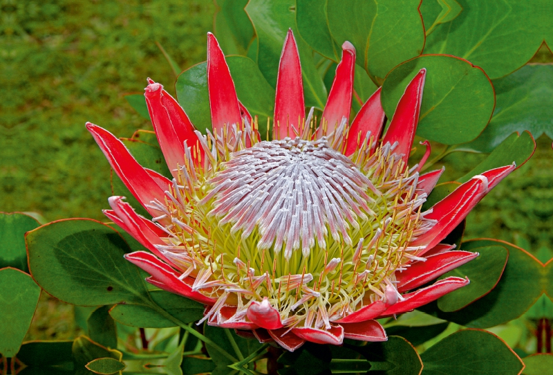 Protea