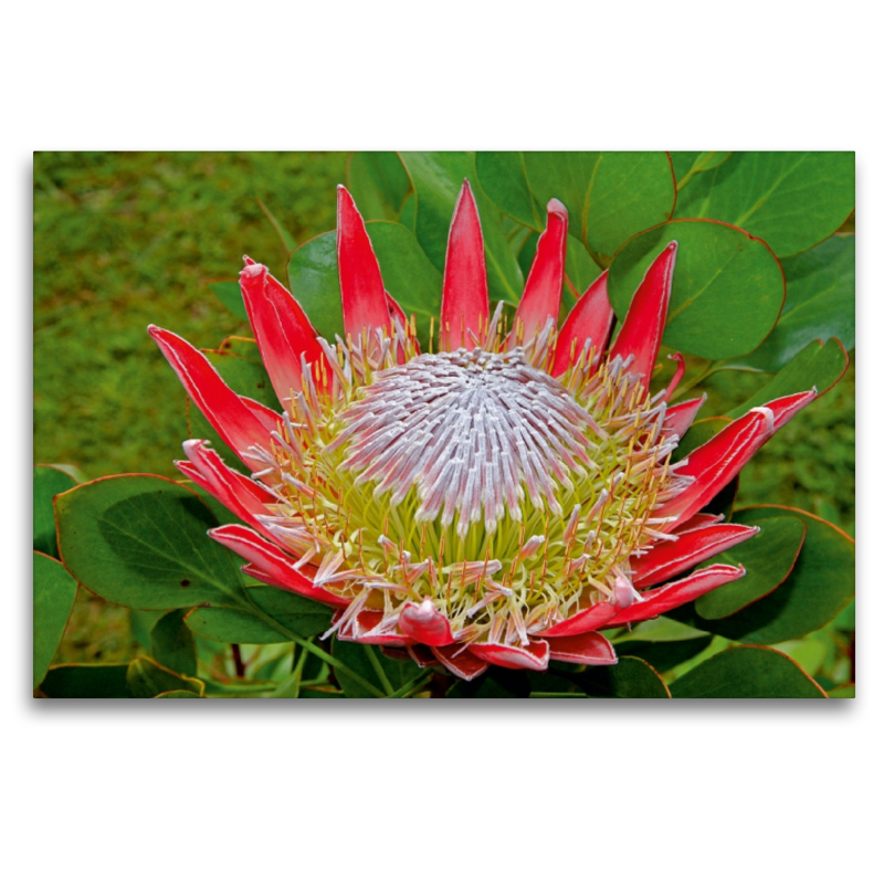 Protea