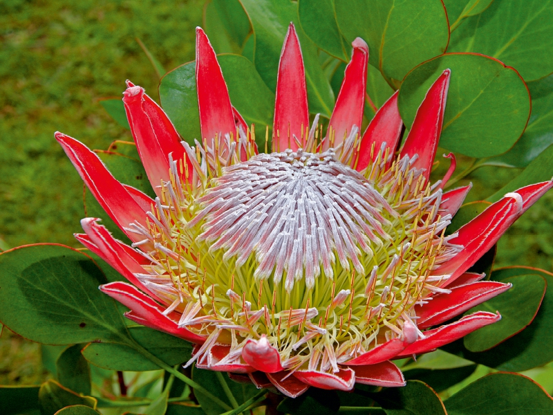 Protea