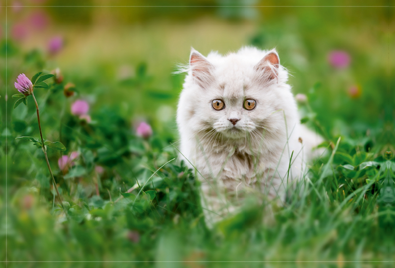 Ein Motiv aus dem Kalender Kittens - Britisch Kurzhaar Katzenkinder