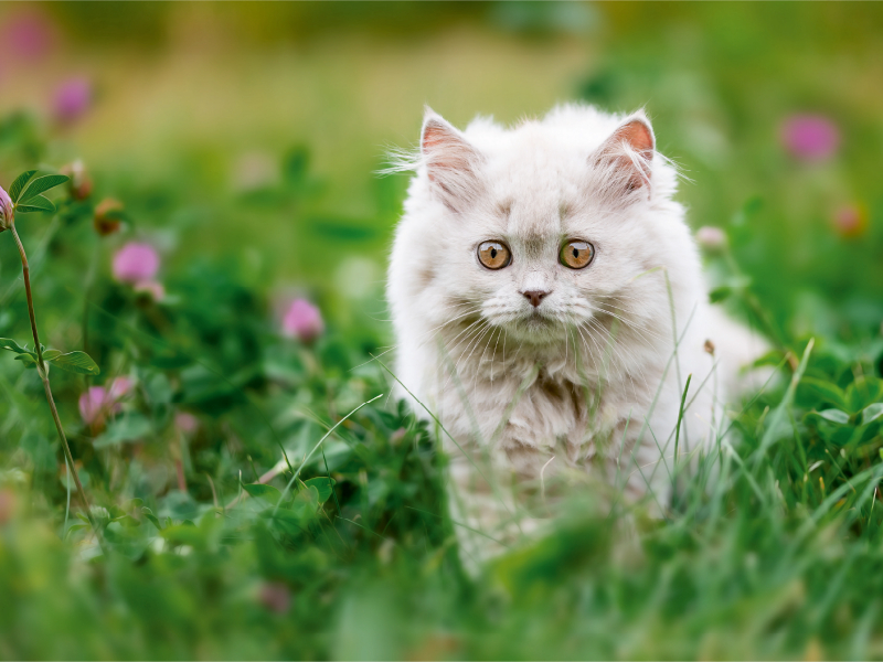 Ein Motiv aus dem Kalender Kittens - Britisch Kurzhaar Katzenkinder