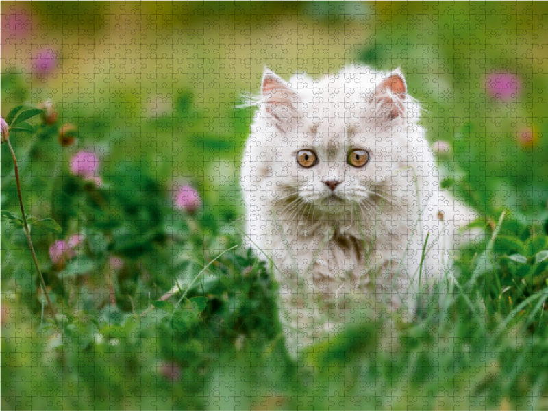 Ein Motiv aus dem Kalender Kittens - Britisch Kurzhaar Katzenkinder