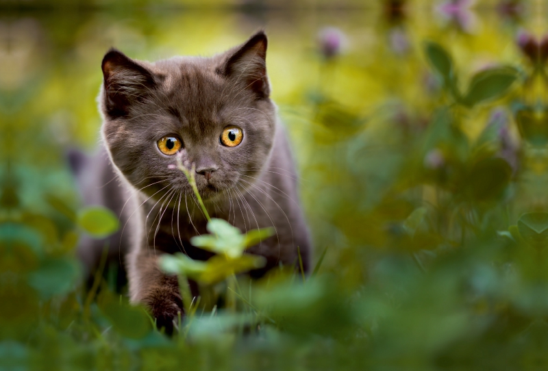 Kleiner Britisch Kurzhaar Kater im Klee