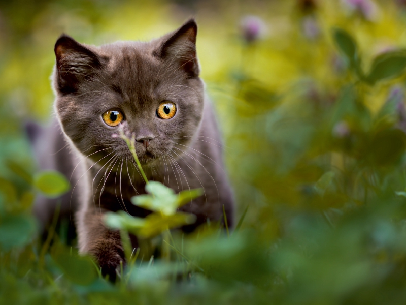 Kleiner Britisch Kurzhaar Kater im Klee