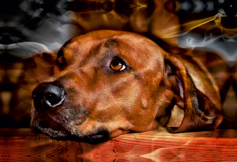 Ein Motiv aus dem Kalender Rhodesian Ridgeback - Moments -