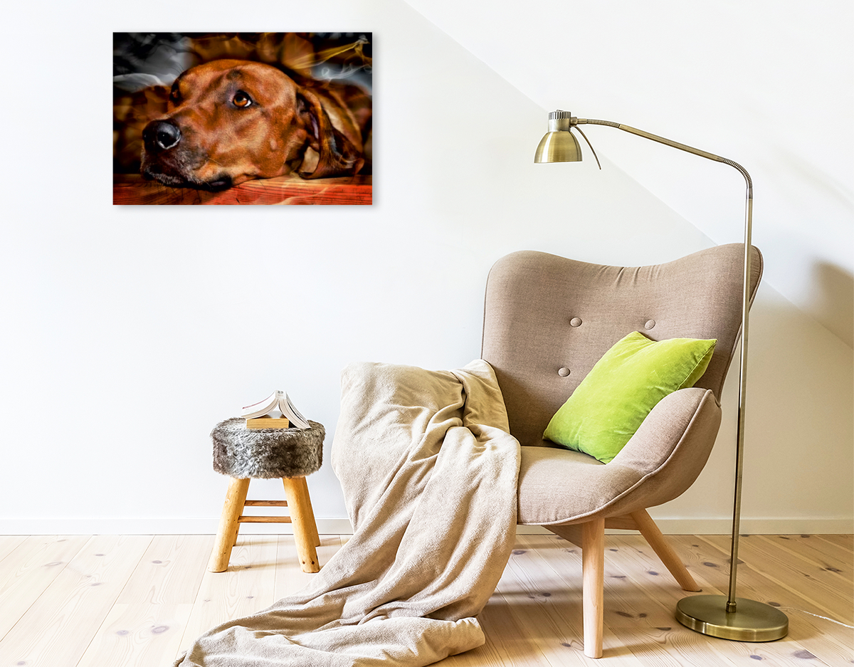 Ein Motiv aus dem Kalender Rhodesian Ridgeback - Moments -