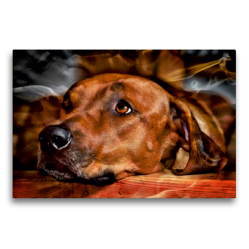 Ein Motiv aus dem Kalender Rhodesian Ridgeback - Moments -