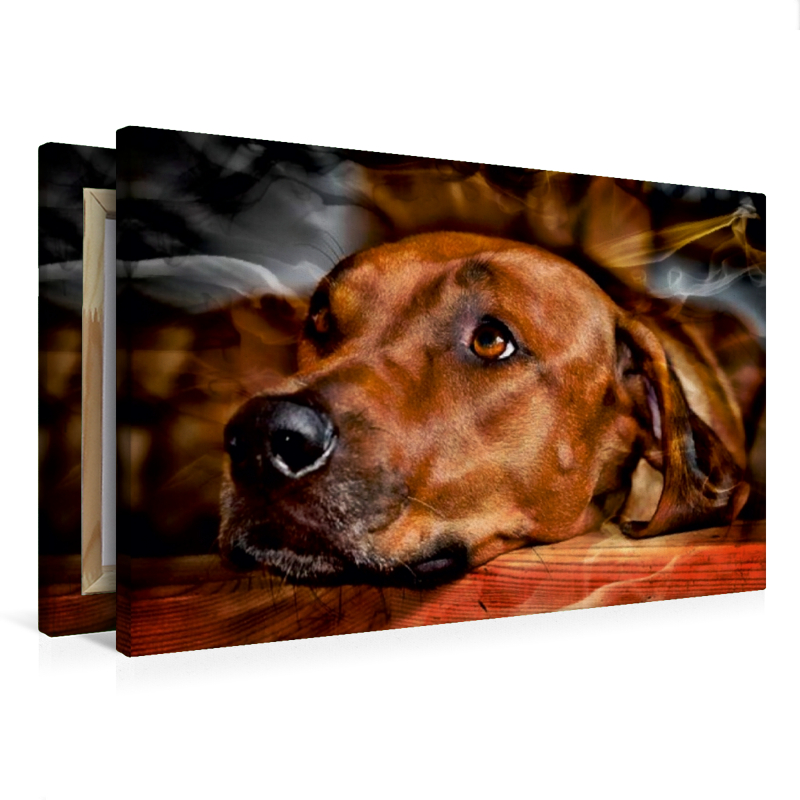 Ein Motiv aus dem Kalender Rhodesian Ridgeback - Moments -