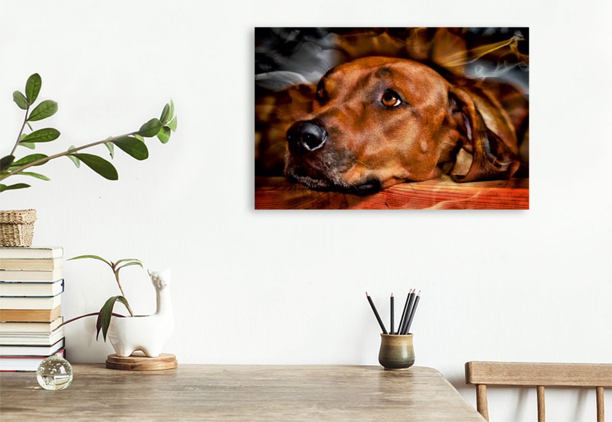 Ein Motiv aus dem Kalender Rhodesian Ridgeback - Moments -