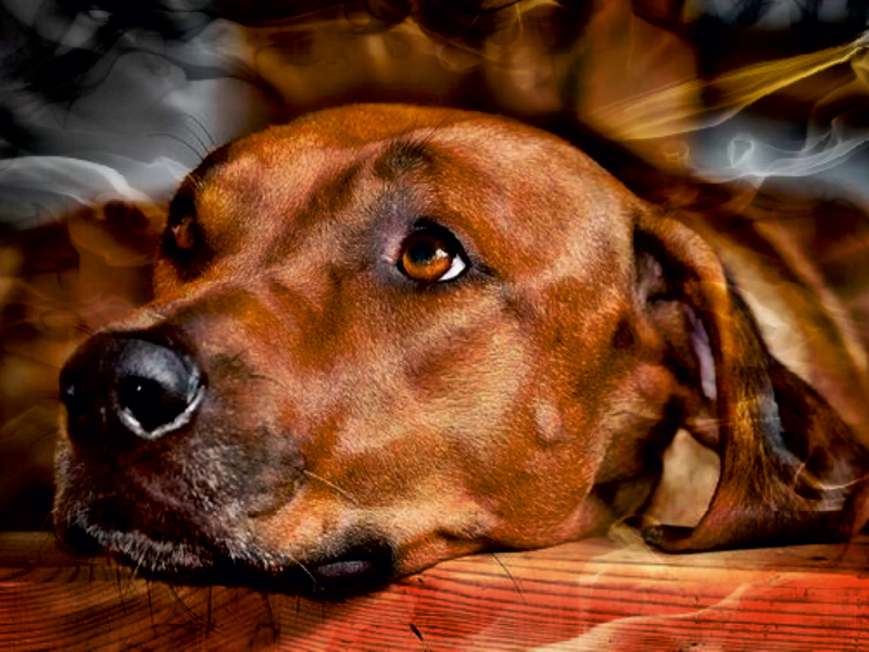 Ein Motiv aus dem Kalender Rhodesian Ridgeback - Moments -