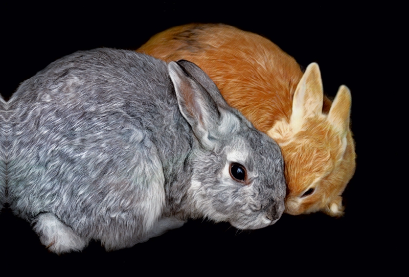 Zwei Kaninchen