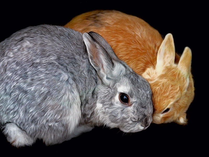 Zwei Kaninchen