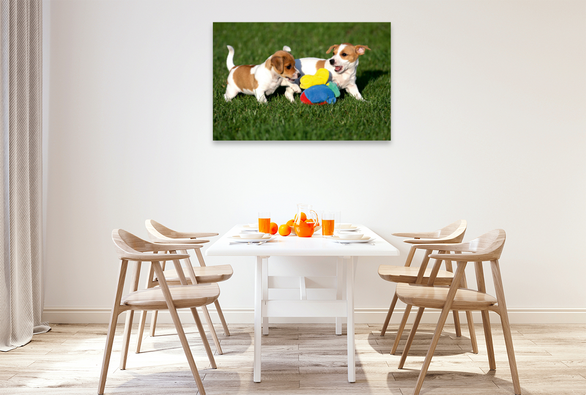 Jack Russel Welpen