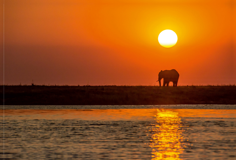 Ein Motiv aus dem Kalender Chobe River - Eine spannende Flussfahrt in Botswana