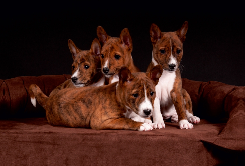 Ein Motiv aus dem Kalender Süße Basenji-Kinder