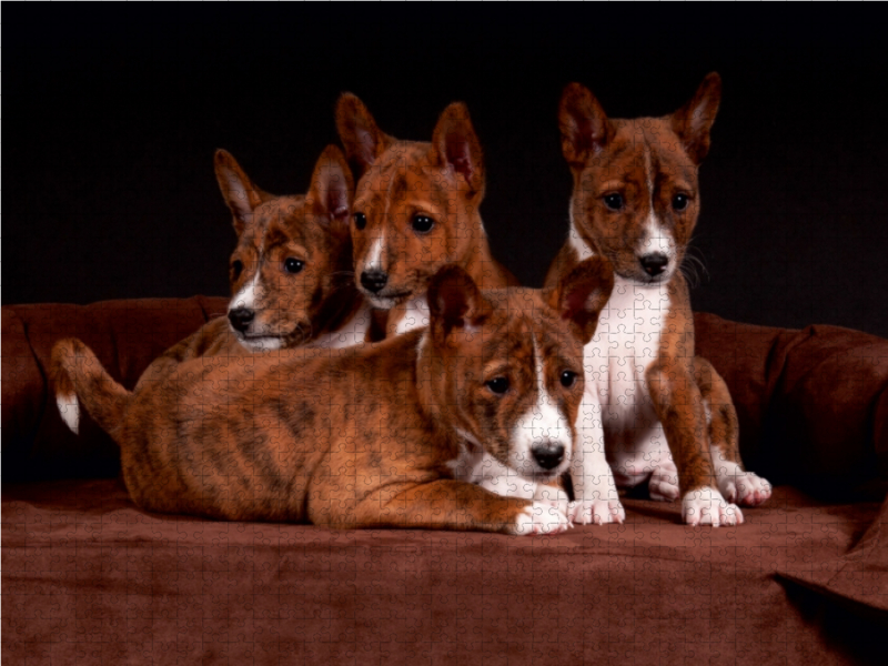 Ein Motiv aus dem Kalender Süße Basenji-Kinder