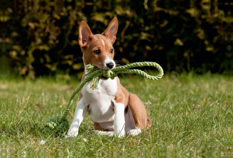 Ein Motiv aus dem Kalender Süße Basenji-Kinder